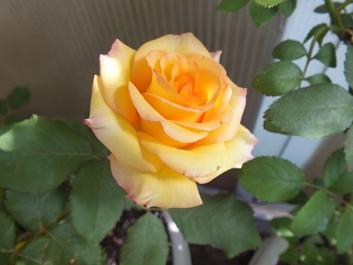  photo freddiemercury2_zpsaef2fcd1.jpg